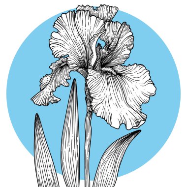  Mavi bir çember üzerinde doğrusal iris çiçeğinin vektör grafik çizimi