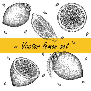  Farklı grafiksel limonların vektör illüstrasyon kümesi bütün, kesme, dilimler