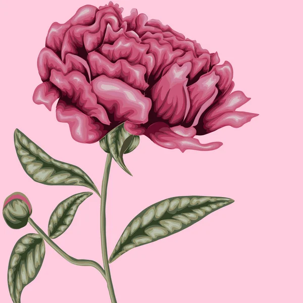 Vektor Illustration Von Blüte Und Blättern Der Rosa Pfingstrose Aus — Stockvektor