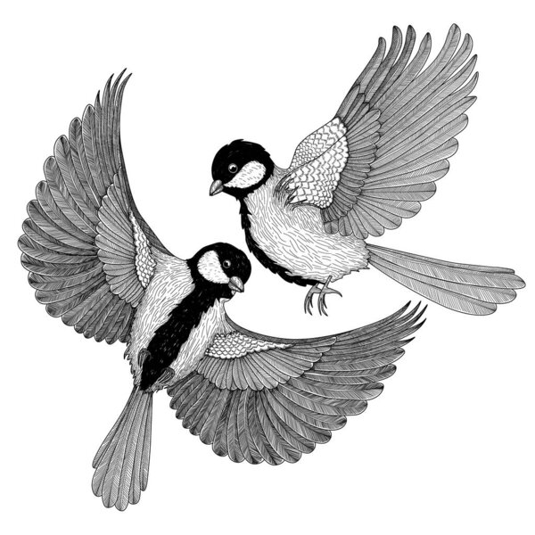  Vector illustration of two graphic linear bluebird birds in flight
