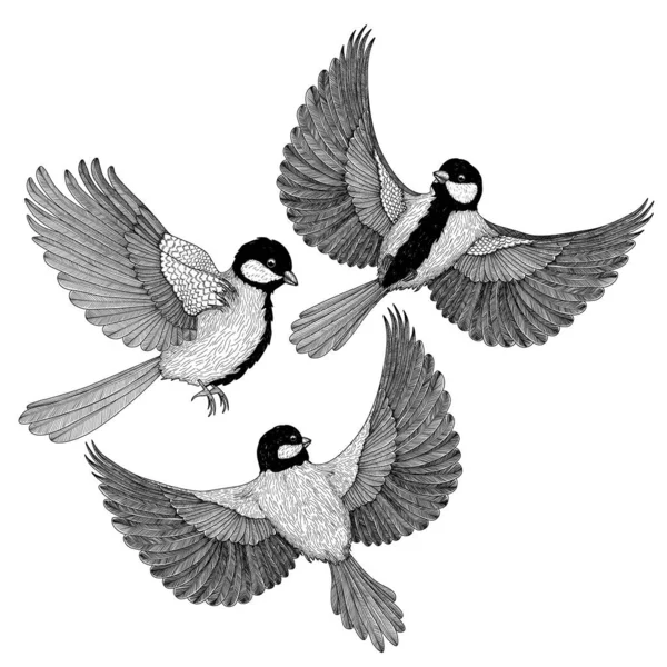 Vector Illustration Three Different Graphic Linear Birds Tits Flight — Wektor stockowy