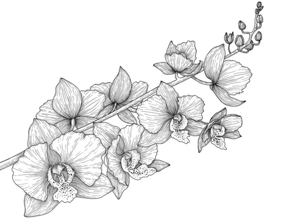 Illustration Vectorielle Fleurs Orchidées Linéaires Graphiques Sur Une Branche — Image vectorielle