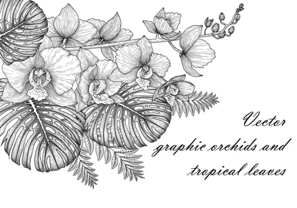 Vektorové Grafické Lineární Orchideje Květiny Monstera Listy — Stockový vektor