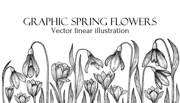 Vektorillustration Von Grafischen Linearen Frühlingsblumen Schneeglöckchen Und Krokusse — Stockvektor