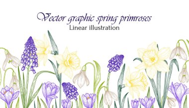  Primrose çiçeklerinin vektör illüstrasyon grafik renk doğrusal bahçesi. Kardelen, nergis, timsah, muskari.
