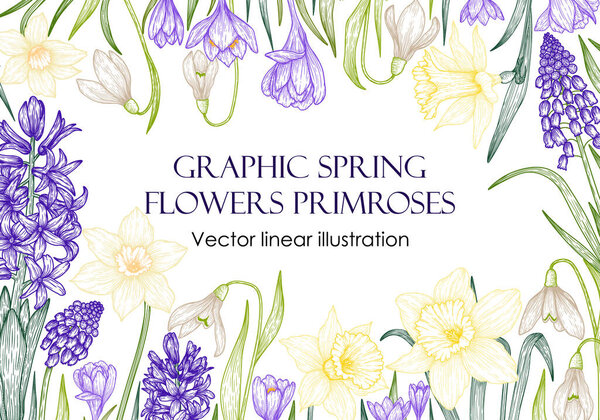  Vector illustration of a frame of graphic linear colored primroses. Banner template with spring flowers. Daffodils, muscari, snowdrops, crocuses, hyacinths