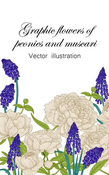 Vektorillustration Der Banner Vorlage Graphische Lineare Farbe Garten Von Pfingstrosen — Stockvektor