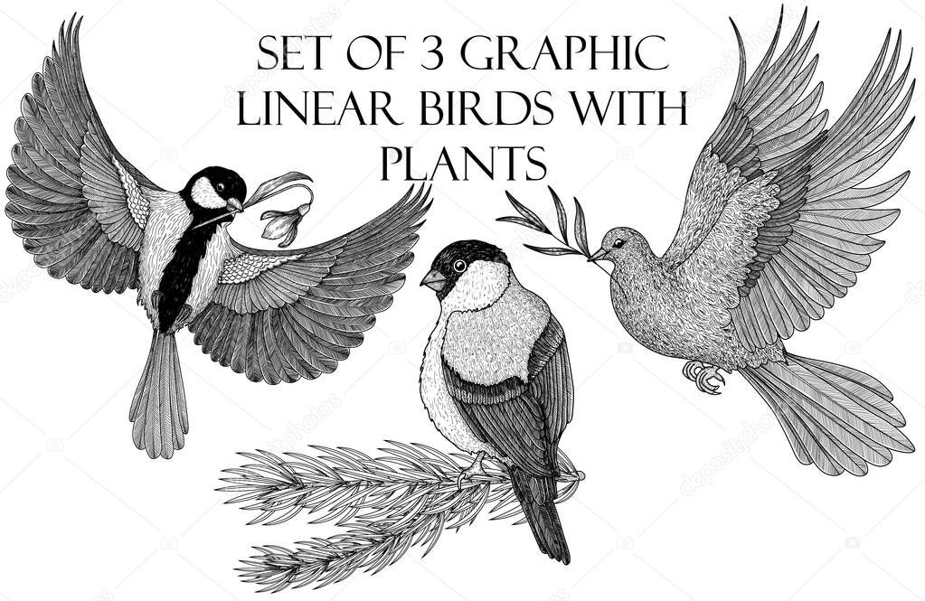  Vector set of 3 graphic linear birds with plants. A bluebird with a snowdrop, a bullfinch on a spruce branch, a pigeon with an olive branch