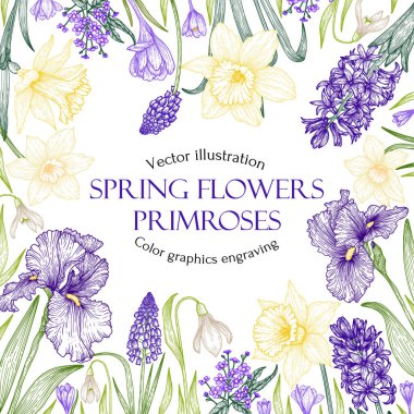 Vector banner template with spring graphic linear flowers. Frame of primroses. Snowdrops, irises, hyacinths, muscari, crocuses, daffodils, brunner in engraving style clipart