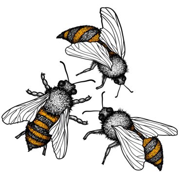  Üç grafik doğrusal arının vektör illüstrasyonu