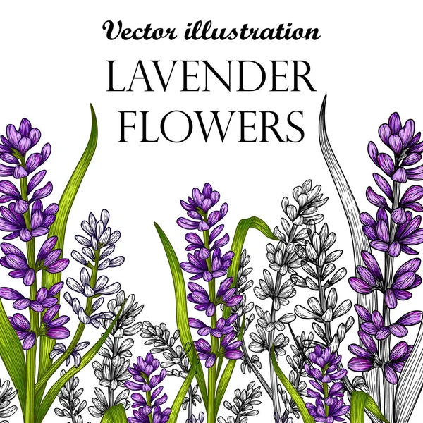Vektor Illustration Von Grafischen Linearen Zweigen Von Lavendelblüten Stich Stil — Stockvektor