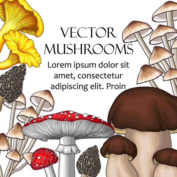 Vector Illustration Set Mushrooms Frame Fly Agaric Chanterelles Porcini Mushrooms — Stockový vektor