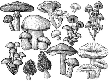  Tahta kesim tarzında 9 farklı vektör mantarı seti. Grafik doğrusal sinek agariği, chanterelles, porcini mantarı, bal mantarı, morels, mycena, russula, boletus, Champignons