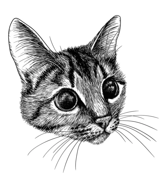  Bir tekir kedinin oyma biçiminde vektör çizimi grafiksel ağızlık