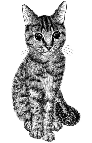 Vector Graphic Linear Illustration Tabby Cat Sitting Engraving Style — 스톡 벡터