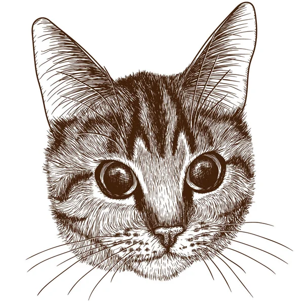 Ilustración Vectorial Cabeza Lineal Gráfica Gato Tabby Estilo Grabado — Vector de stock