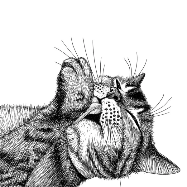 Vector Illustration Graphic Linear Striped Cat Washes His Paw Engraving — Stockvektor