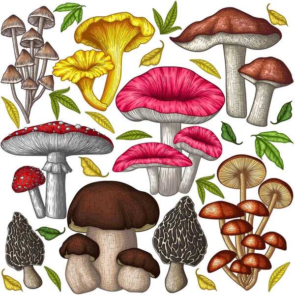 Vector Set Different Colored Mushrooms Engraving Style Graphic Linear Fly —  Vetores de Stock