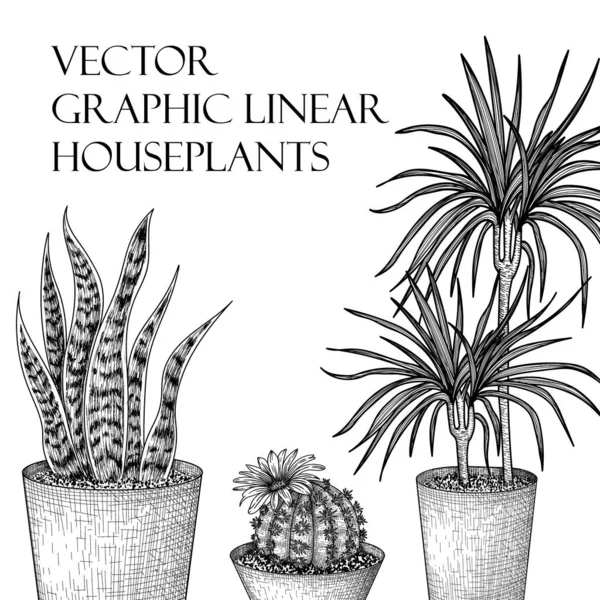  Vector illustration of flowerpots in pots in engraving style. Graphic linear dracaena, lobivia cactus, sansevieria