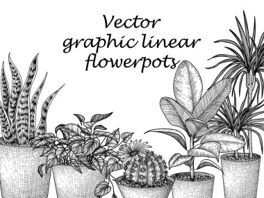  İşleme tarzında çiçek saksılarının vektör çizimi. Grafik doğrusal dracaena, lobivia kaktüsü, sansevieria, ficus, scindapsus