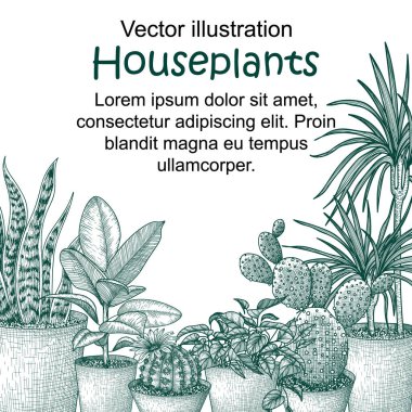  İşleme tarzında ev bitkilerinin vektör çizimi. Grafik doğrusal dracaena, lobivia kaktüsü, sansevieria, incus, scindapsus, dikenli armut kaktüsü.