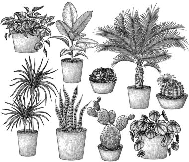  Vector set of 9 different houseplants in engraving style. Graphic linear dracaena, lobivia cactus, sansevieria, ficus, scindapsus, prickly pear cactus, succulents, pilea, indoor palm clipart