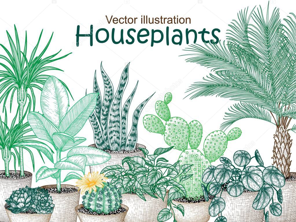  Vector illustration of garden houseplants in engraving style. Graphic linear dracaena, lobivia cactus, sansevieria, ficus, scindapsus, prickly pear cactus, succulents, pilea, indoor palm