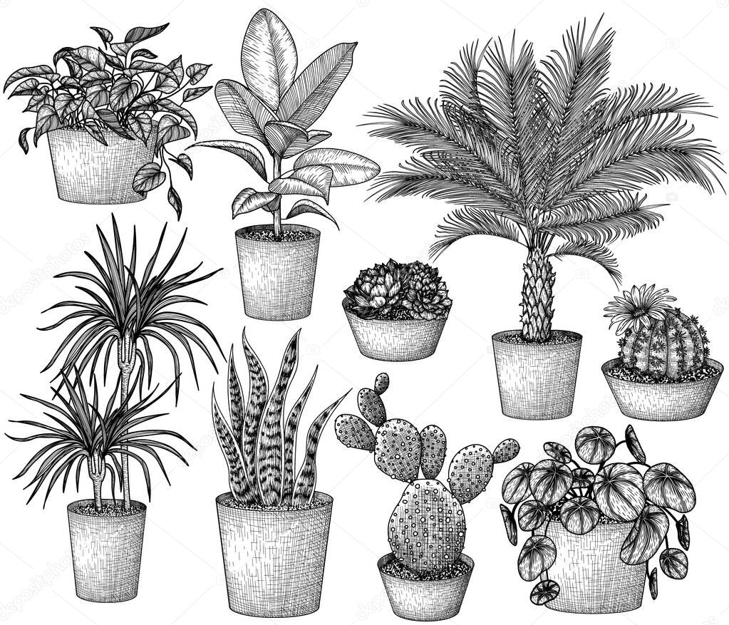  Vector set of 9 different houseplants in engraving style. Graphic linear dracaena, lobivia cactus, sansevieria, ficus, scindapsus, prickly pear cactus, succulents, pilea, indoor palm