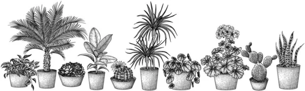 Ensemble Vectoriel Différents Styles Gravure Plantes Intérieur Dracaena Linéaire Graphique — Image vectorielle