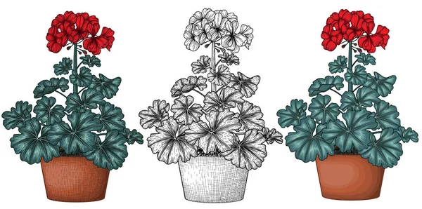 Ilustração Vetorial Flor Gerânio Vaso Estilos Colorido Com Contorno Gravura —  Vetores de Stock