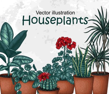  Vektör pankartı renkli saksı çiçekleri oyma biçimi. Grafik doğrusal kaktüs lobisi, sansevieria, incir ağacı, pilea, dracaena, sardunya
