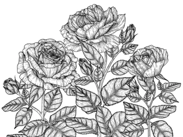 Vektorová Ilustrace Grafického Lineárního Keře Růžových Květů Stylu Rytí — Stockový vektor