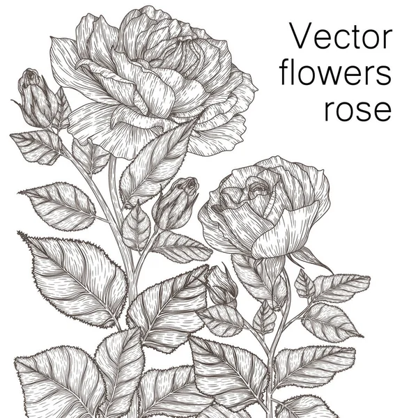 Vector Illustratie Van Grafische Lineaire Bloemen Rozen Graveren Stijl — Stockvector