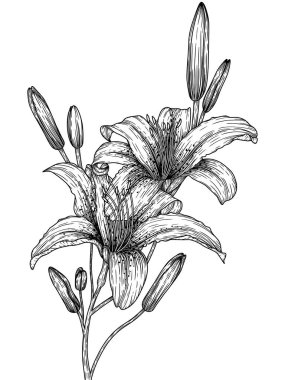 Kaplan zambağı çiçeklerinin oymacılık tarzında grafik doğrusal bir dalının vektör illüstrasyonu