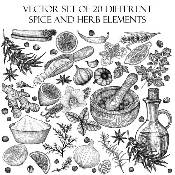  Векторный набор из 20 различных элементов специй и трав. Розмарин, перец, лаванда, анис, корица, лук, мята, лимон, чили, карри, петрушка, чеснок, укроп, карри, имбирь, шафран, базилик, ваниль