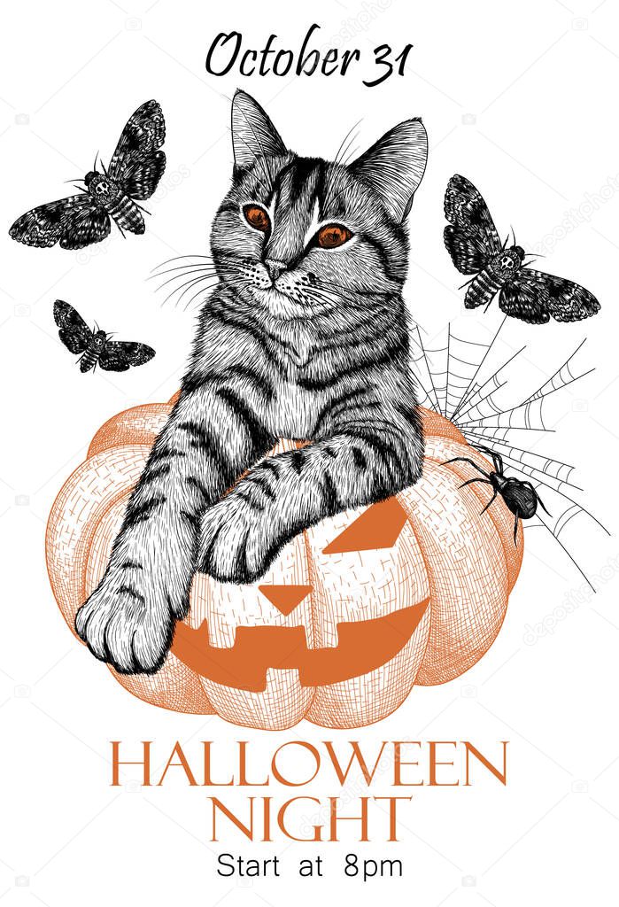  Vector illustration of halloween invitation template in engraving style. Graphic linear striped cat sits on a carved pumpkin, around the moths, spider, cobweb