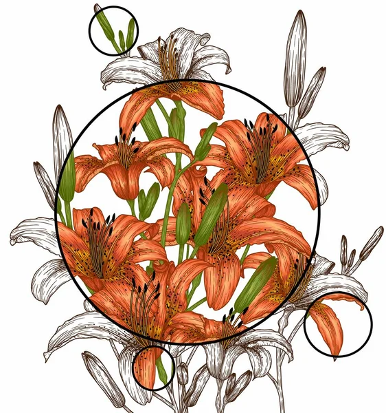 Vector Illustration Bouquet Orange Lilies — Vetor de Stock