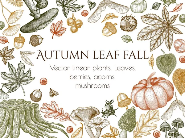 Vector Illustration Autumn Engraving Style Graphic Linear Oak Leaf Acorns —  Vetores de Stock