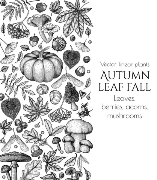 Vector Banner Template Autumn Woodcut Style Oak Leaf Acorns Berries — Stockvektor