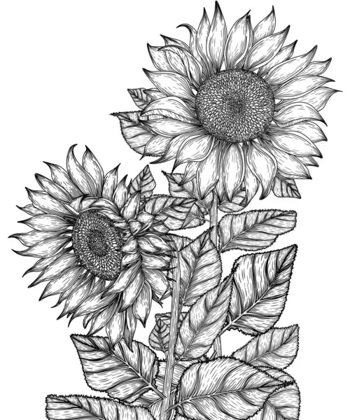 Vector Illustration Graphic Linear Sunflower Flowers — Archivo Imágenes Vectoriales