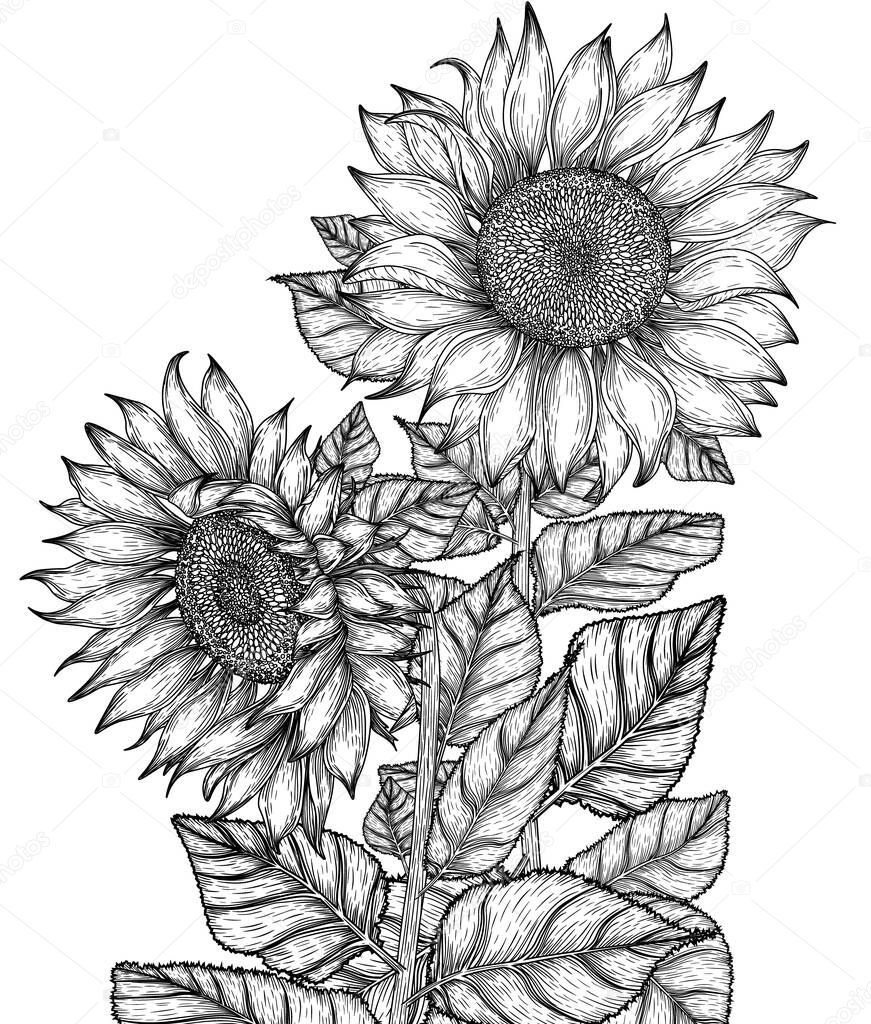   Vector illustration of graphic linear sunflower flowers