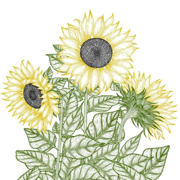 Vector Illustration Graphic Linear Garden Flowers Sunflower — Vetor de Stock