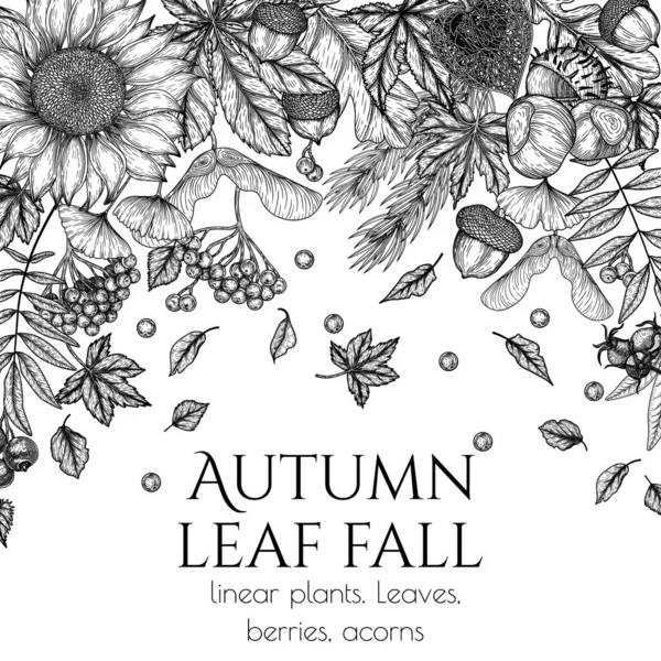 Vector Autumn Banner Template Engraving Style Graphic Linear Oak Leaf — Archivo Imágenes Vectoriales
