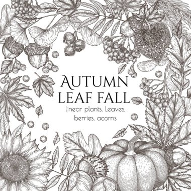  Vector autumn banner template in engraving style. Graphic linear oak leaf, acorns, berries, maple leaves, ginkgo, chestnut, physalis, rowan, sunflower, pumpkin
