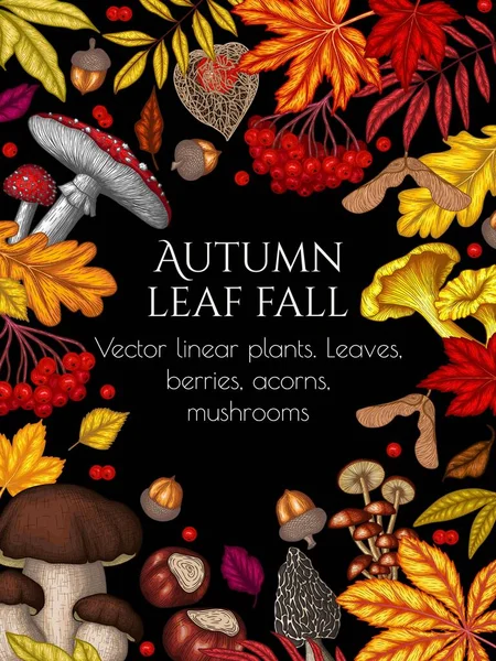  Vector illustration of an autumn frame. Maple leaf, chestnut, mountain ash, chanterelles, white mushroom, fly agaric, fallen leaves, berries, acorns, physalis, maple seeds