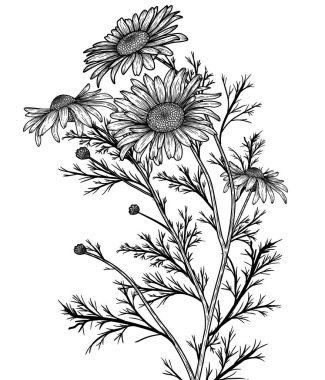  Vector illustration linear graphic flowers of field chamomile
