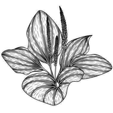  Vector illustration linear graphic bush plantain