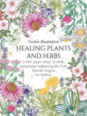  Vector frame of medicinal herbs in engraving style. Linear graphic chamomile, chicory, clover, lavender, plantain, valerian, echinacea, rosehip, coltsfoot, ginkgo