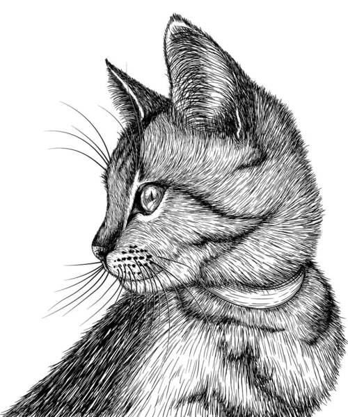 Векторная Иллюстрация Полосатой Кошки Стиле Гравировки — стоковый вектор