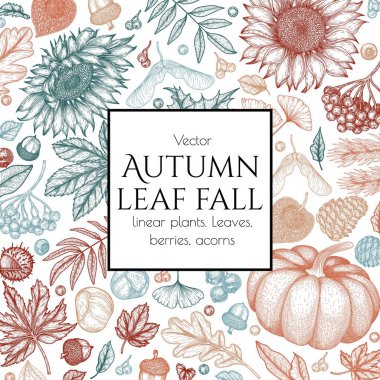  Oyma tarzında vektör sonbahar çerçevesi. Akçaağaç yaprağı, kestane yaprağı, rowan, düşen yapraklar, meşe palamudu, bitki, akçaağaç tohumu, ayçiçeği, balkabağı, ginkgo, ladin, koni